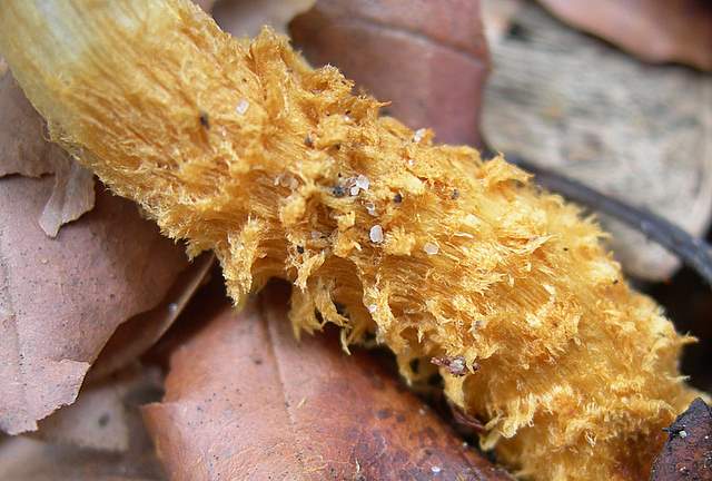 I  Funghi della collina pianeggiante